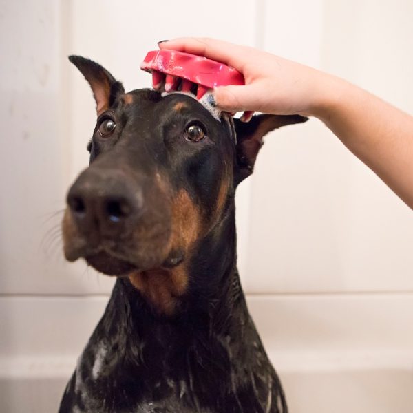 Zoomgroom - Image 2