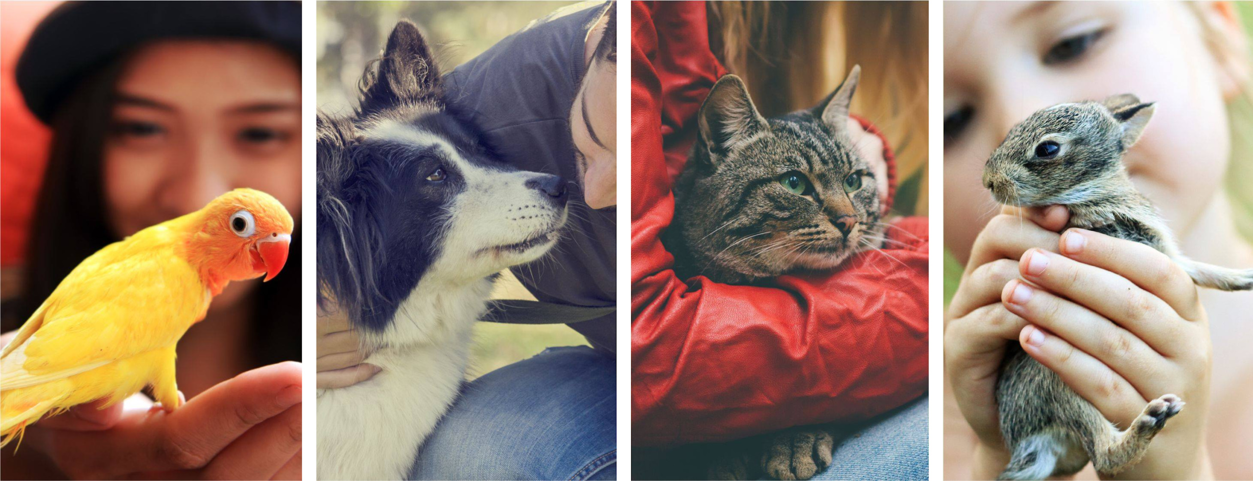 Banner Animals May25