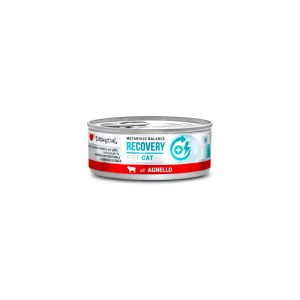 Disugual Diet Cat - Recovery