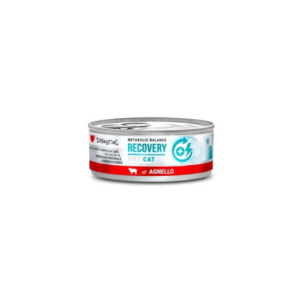 Disugual Diet Cat - Recovery